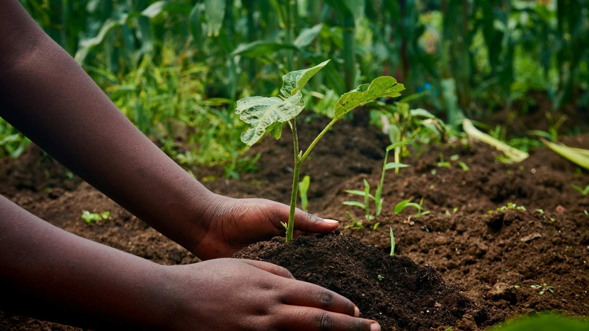 7 Tips to Build Healthy Soil Before You Ever Plant in Raised Garden Be