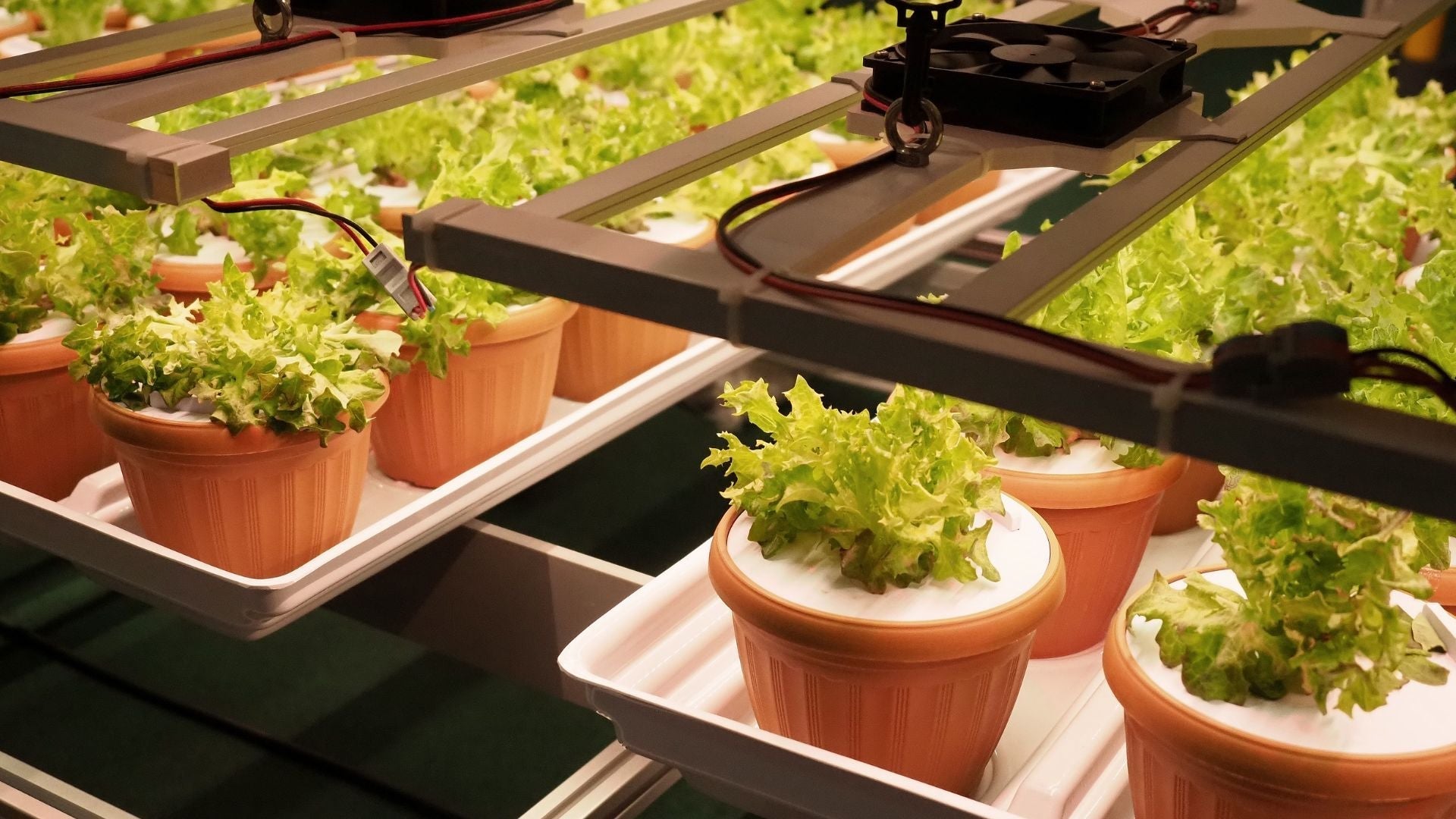 Choosing the Right Plants for Indoor Garden Under LED Grow Lights