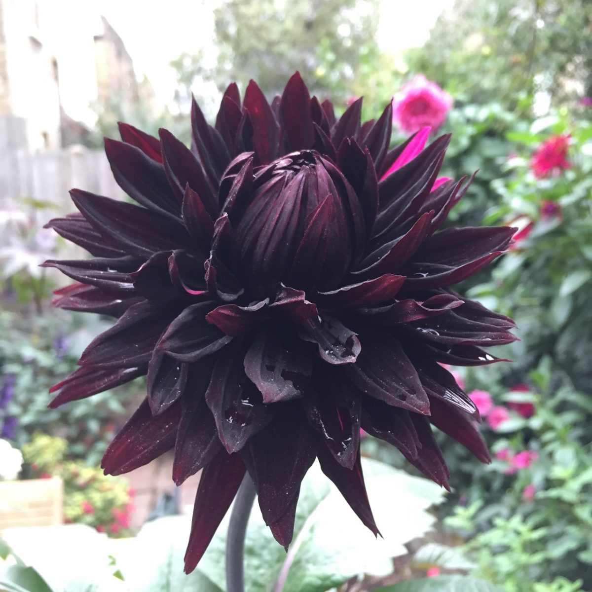 Flowers with Dark and Negative Meanings, image size:1200x1200