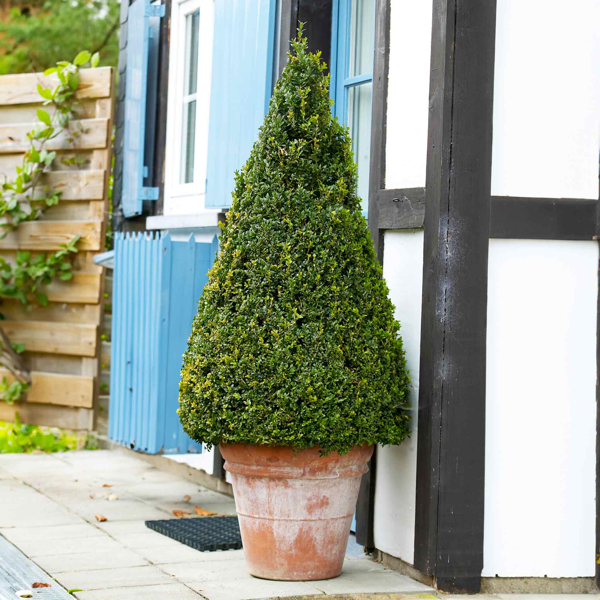 Green Gem Topiary Boxwood (Cone), image size:2048x2048