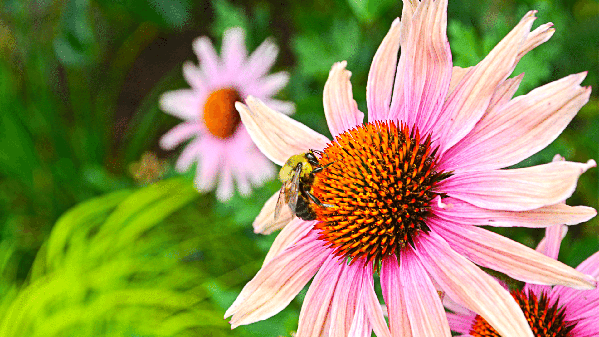 Easy, Self-Pollinating Flowers For Your Garden – Vego Garden