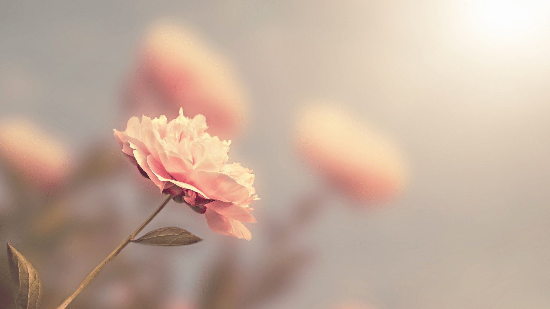 11 Most Fragrant Flowers for your Garden Vego Garden