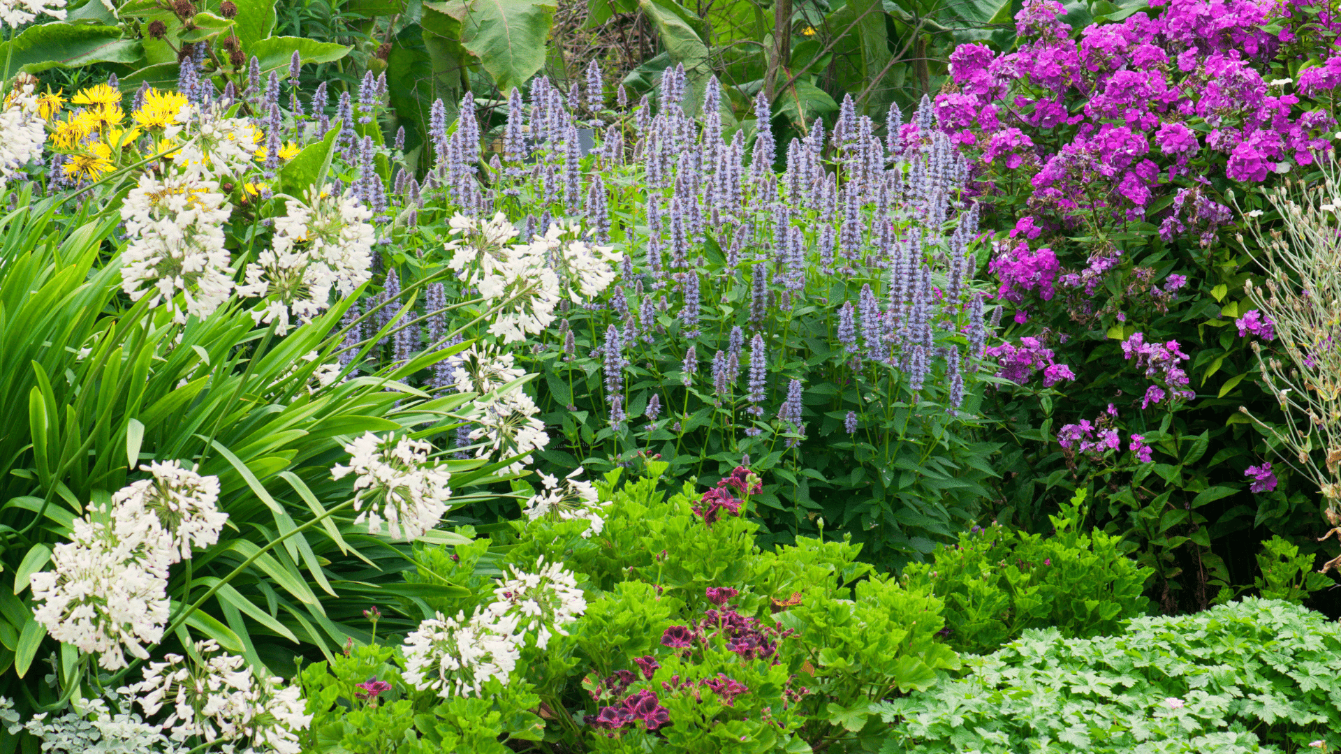 LongLasting Flowers for Your Yard Vego Garden