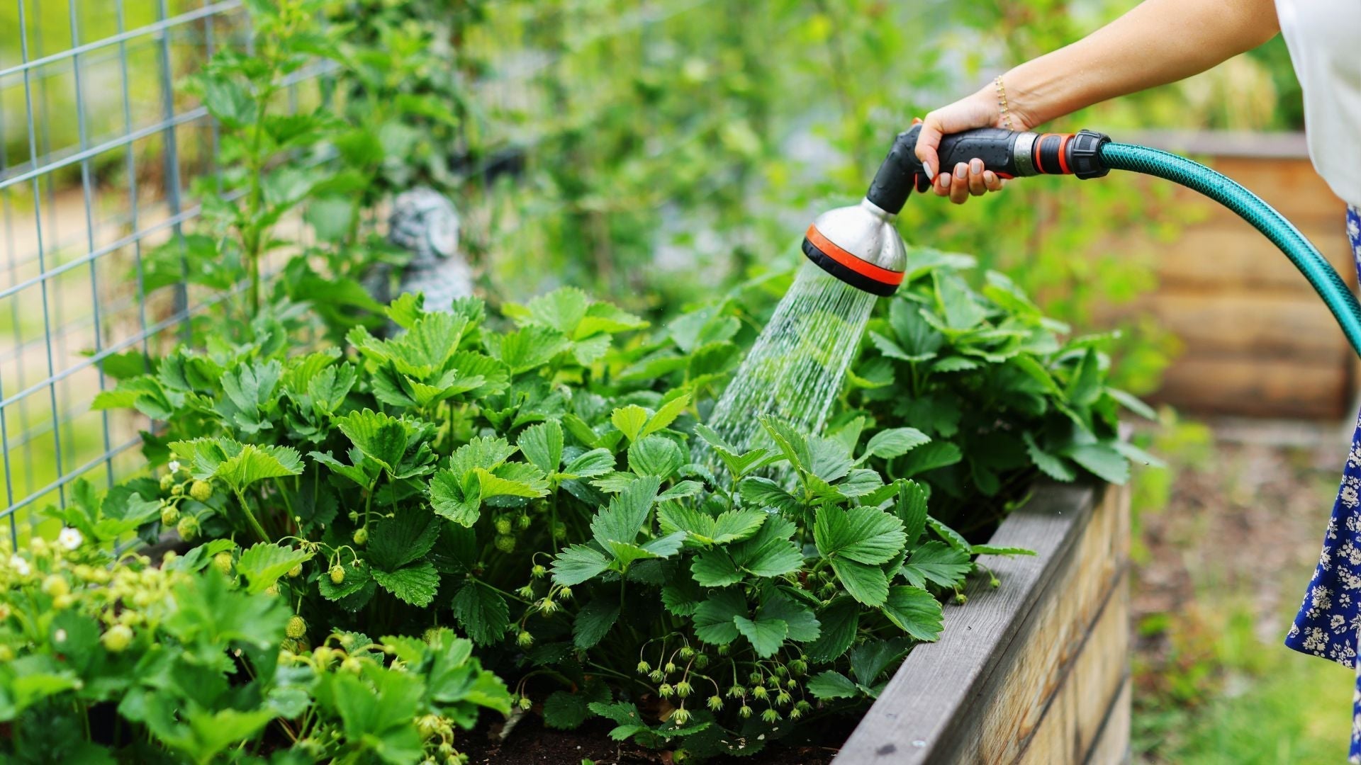 Indoor Chili Gardening Hacks Every Grower Should Know - Featured Image