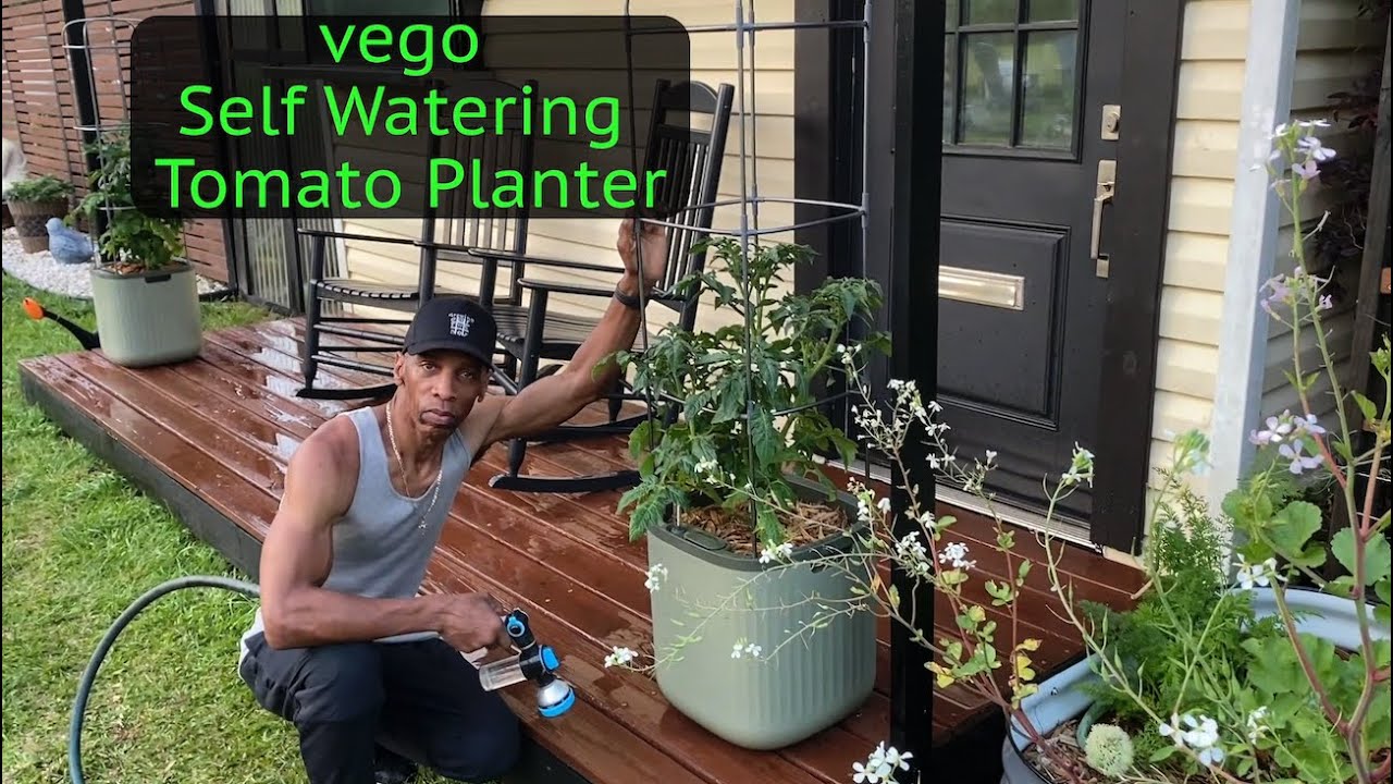 monkey tree house plant Money Tree main image 0