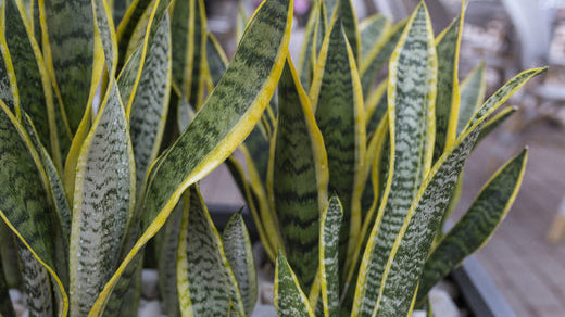 prayer plant vs calathea Wholesale