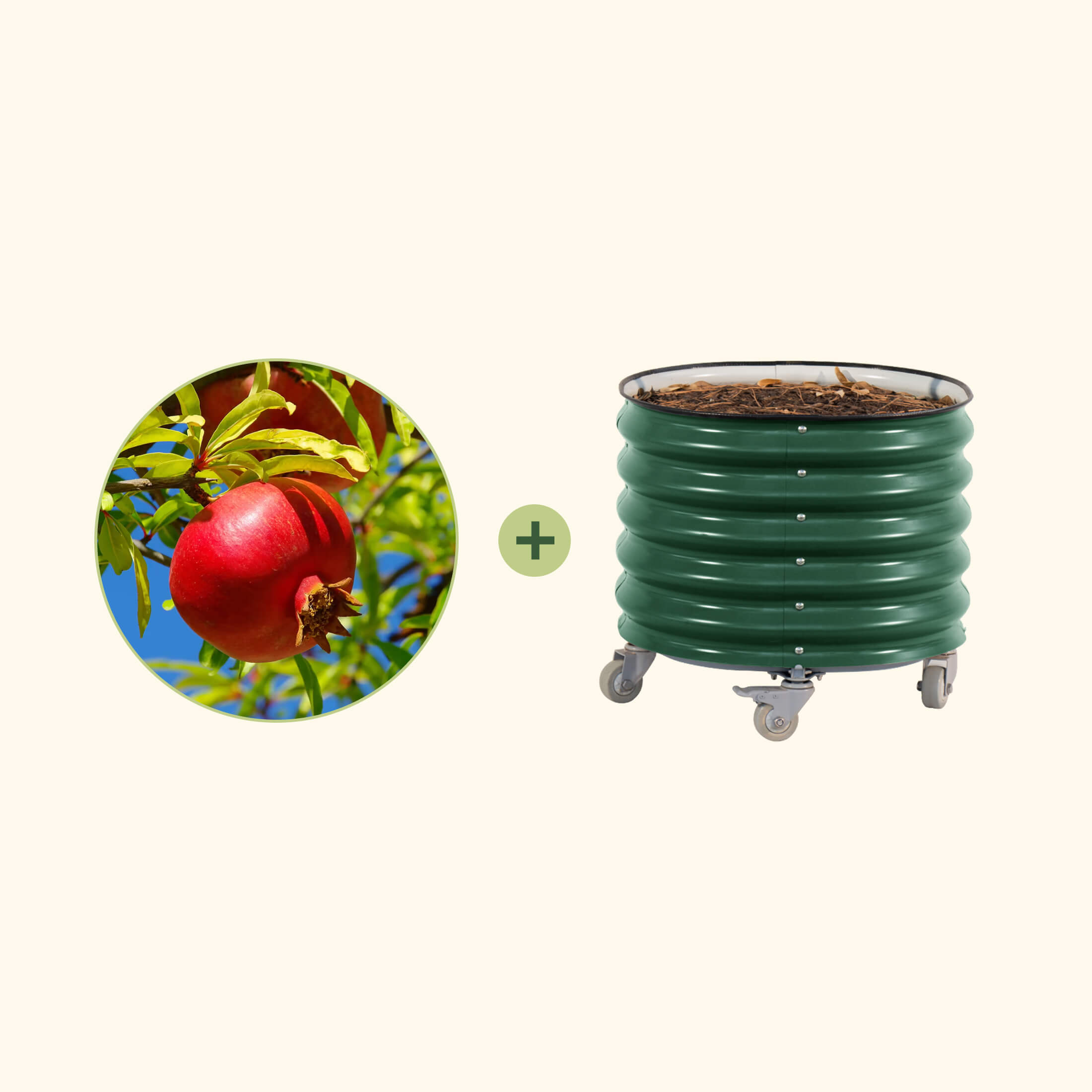 Wonderful Pomegranate Tree with Rolling Planter