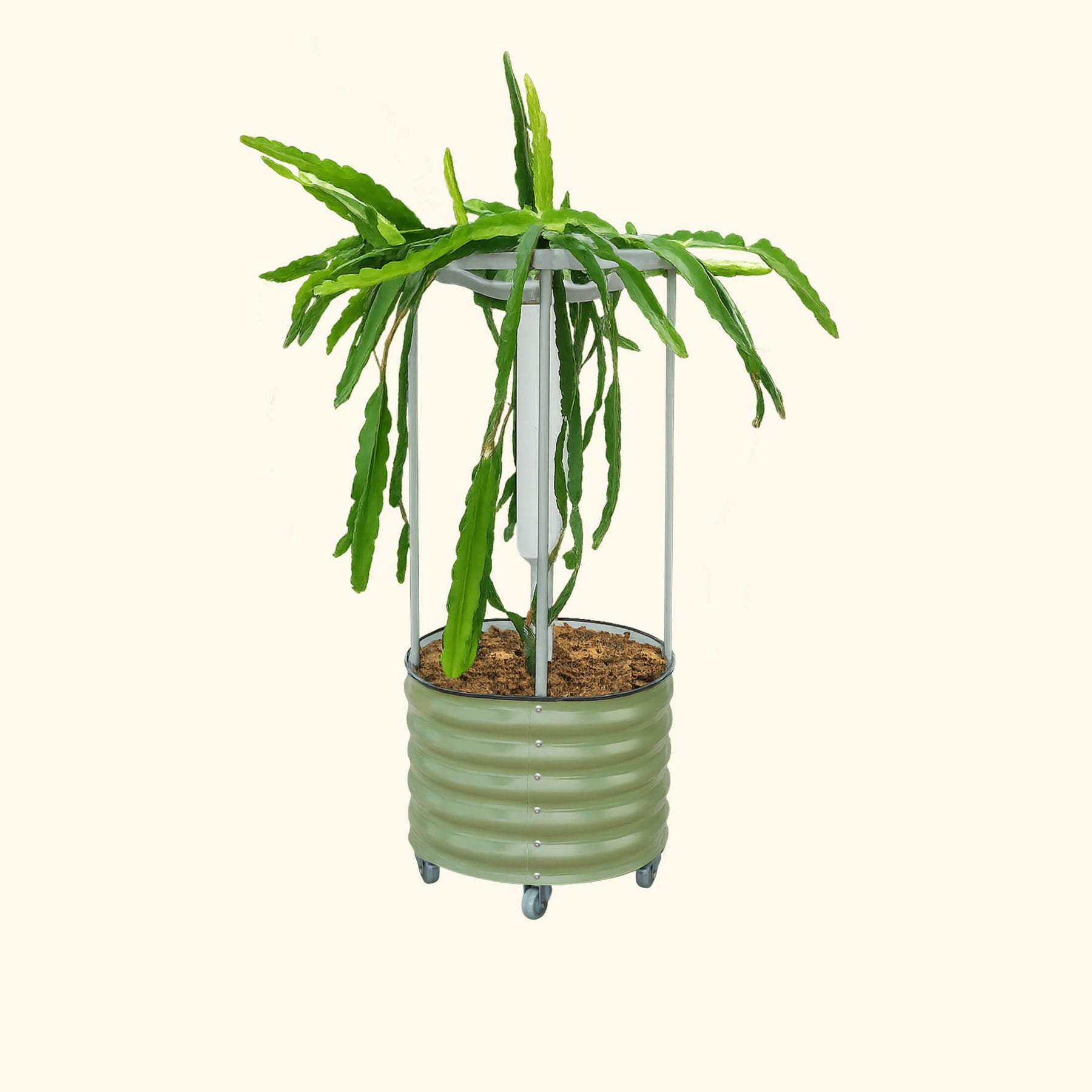 soil for dragon fruit cactus Classic Rolling Dragon Fruit Planter Gen 2