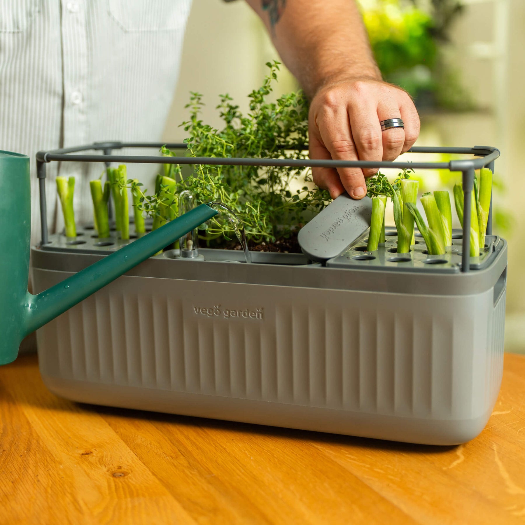 Gro Guidi EZ Onion Grow Guide | Planting Tips & Harvest Help - Vego Garden