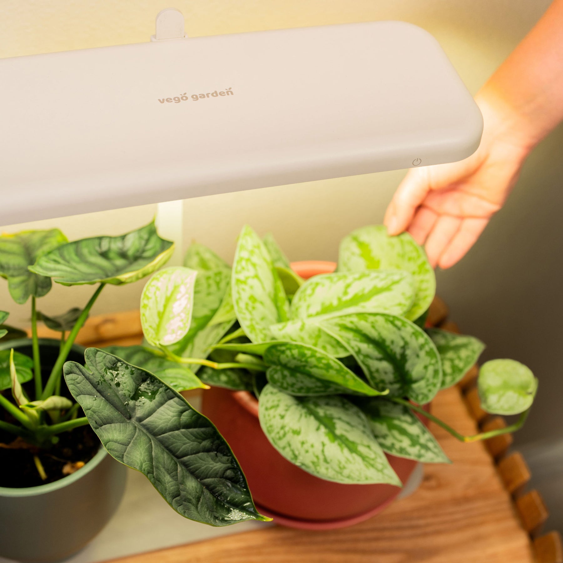 grow light for starting plants Grow Light Stand for Seed Starting
