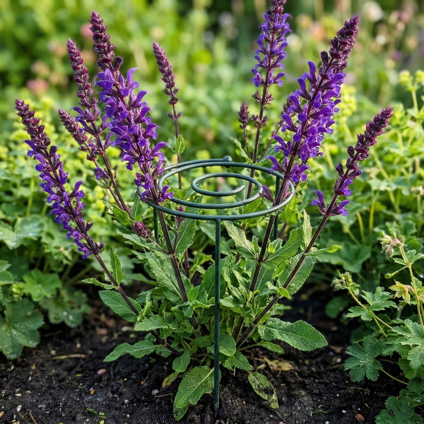 Grow Through Support - Spiral
