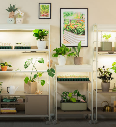 Indoor Gardening