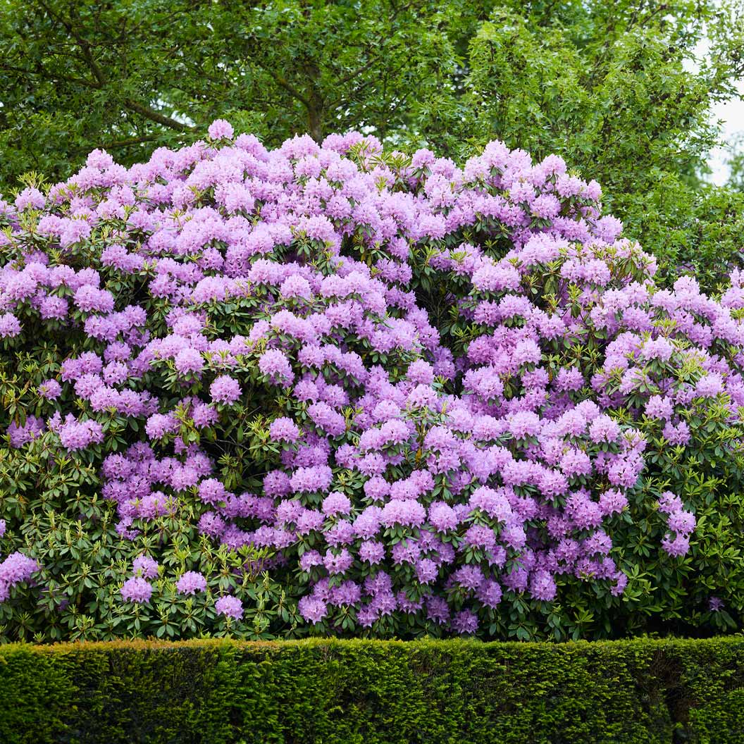 Rhododendron Catawbiense 'Boursault' - Azalée main image 0
