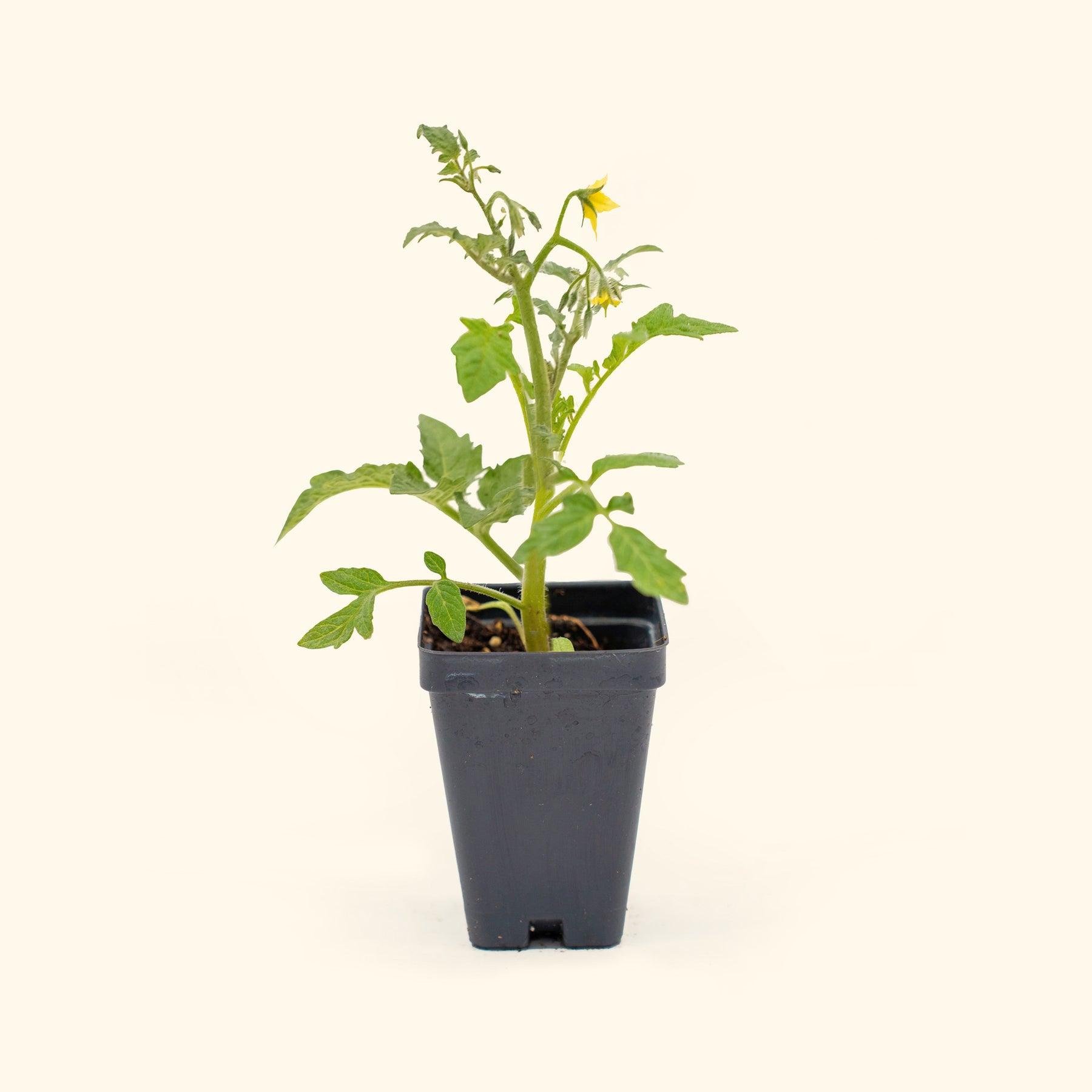 celebrity tomato plants in pots Celebrity Plus Tomato Seedlings