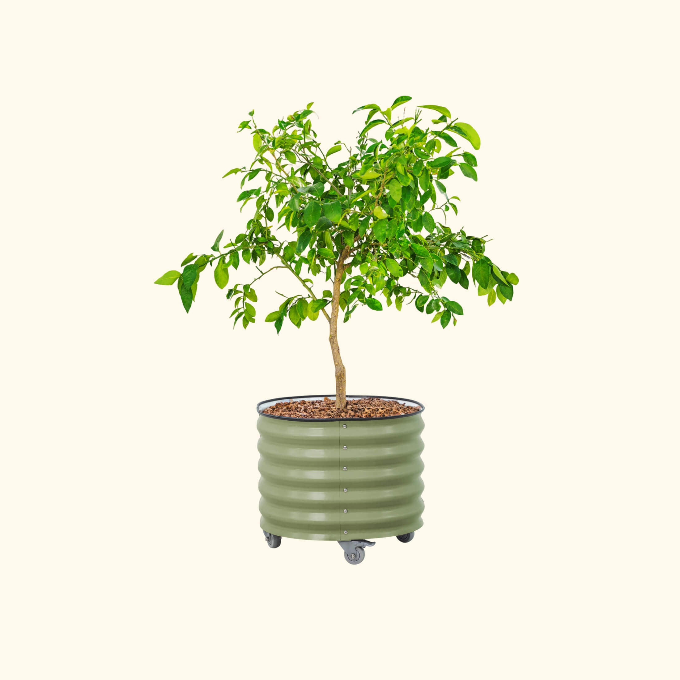 Vego Classic Rolling Tree Planter - 30 Gallon
