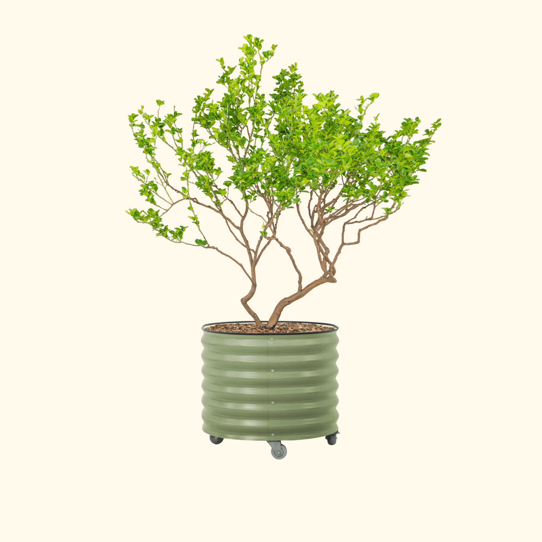 45 gallon plant pot Classic Rolling Citrus Tree Planter
