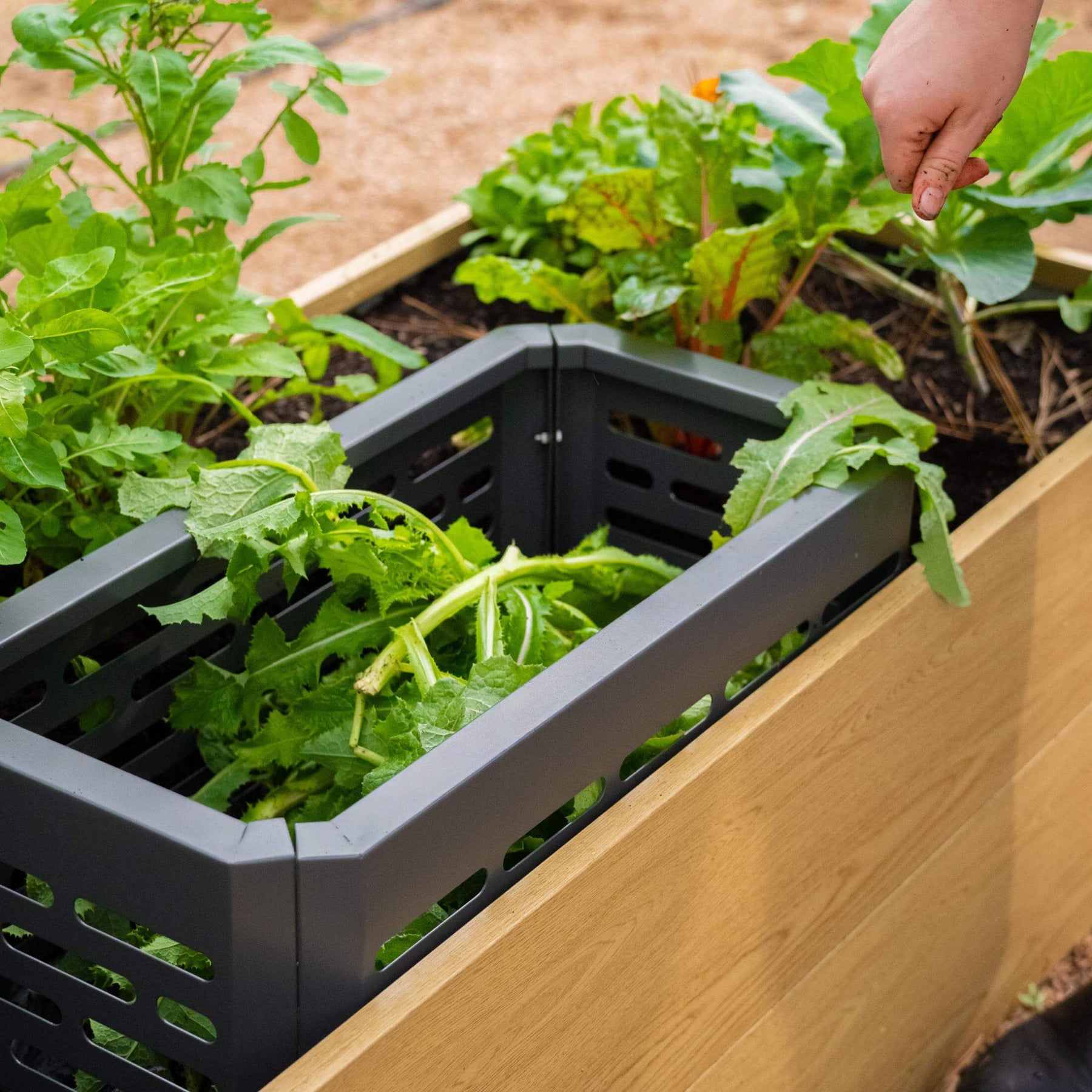 Saxon Composter In-Bed Composter