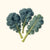 Organic Dwarf Blue Scotch Curled Kale Seeds