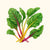 Organic Rainbow Swiss Chard Seeds