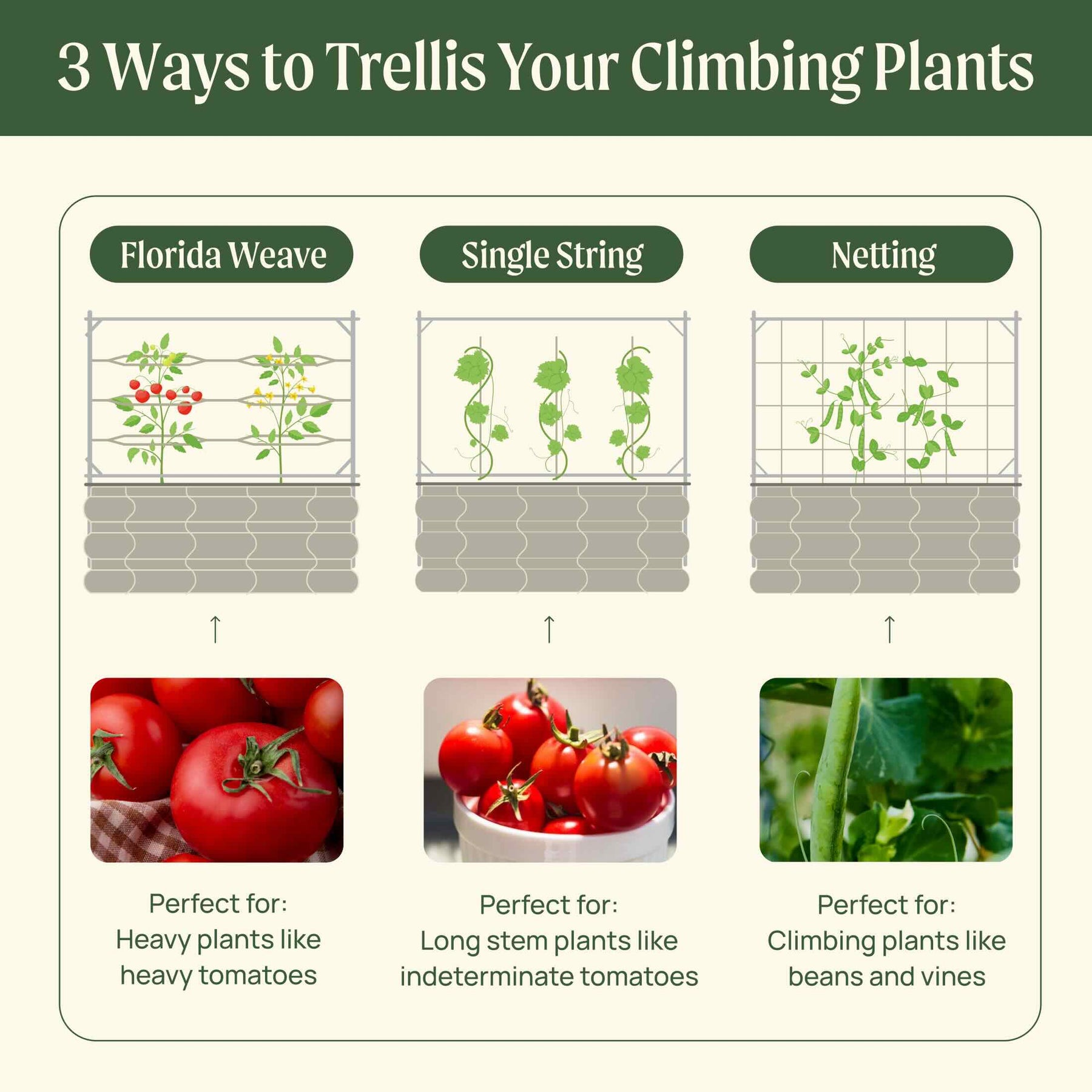 String Trelllis Metal Frame String Trellis