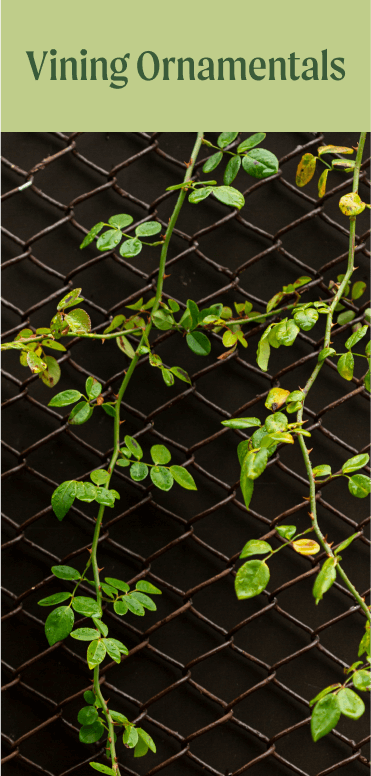 Vining Ornamentals