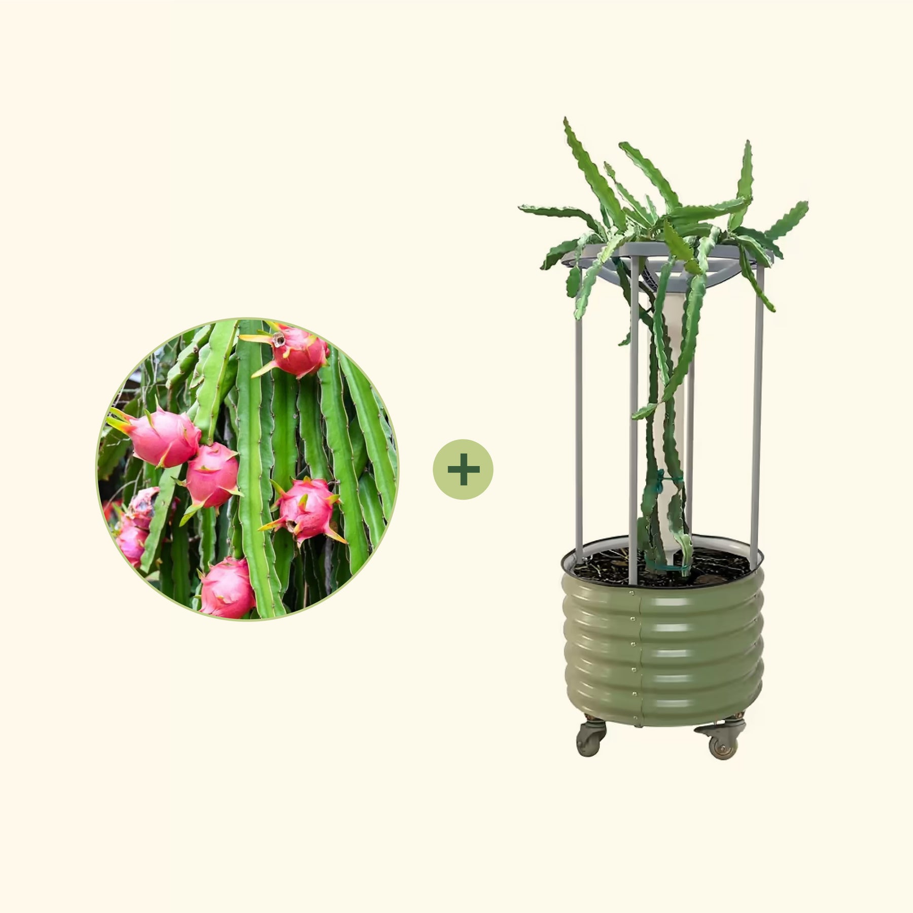 dragon fruit self-watering rolling planter Dragon Fruit Planter Bundle