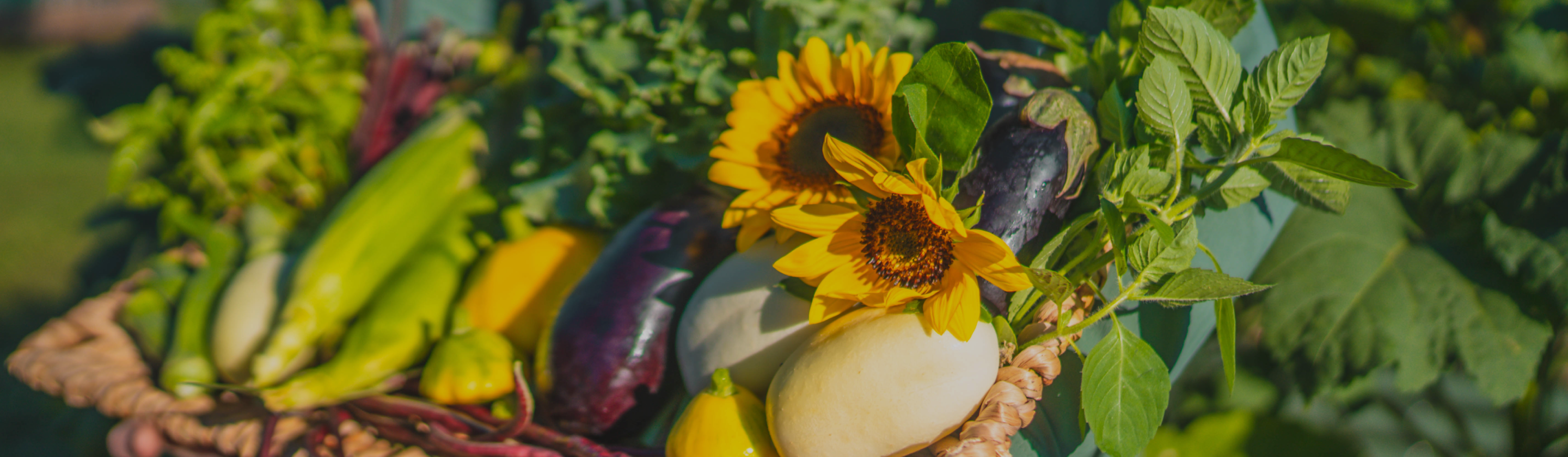 Vego garden beds