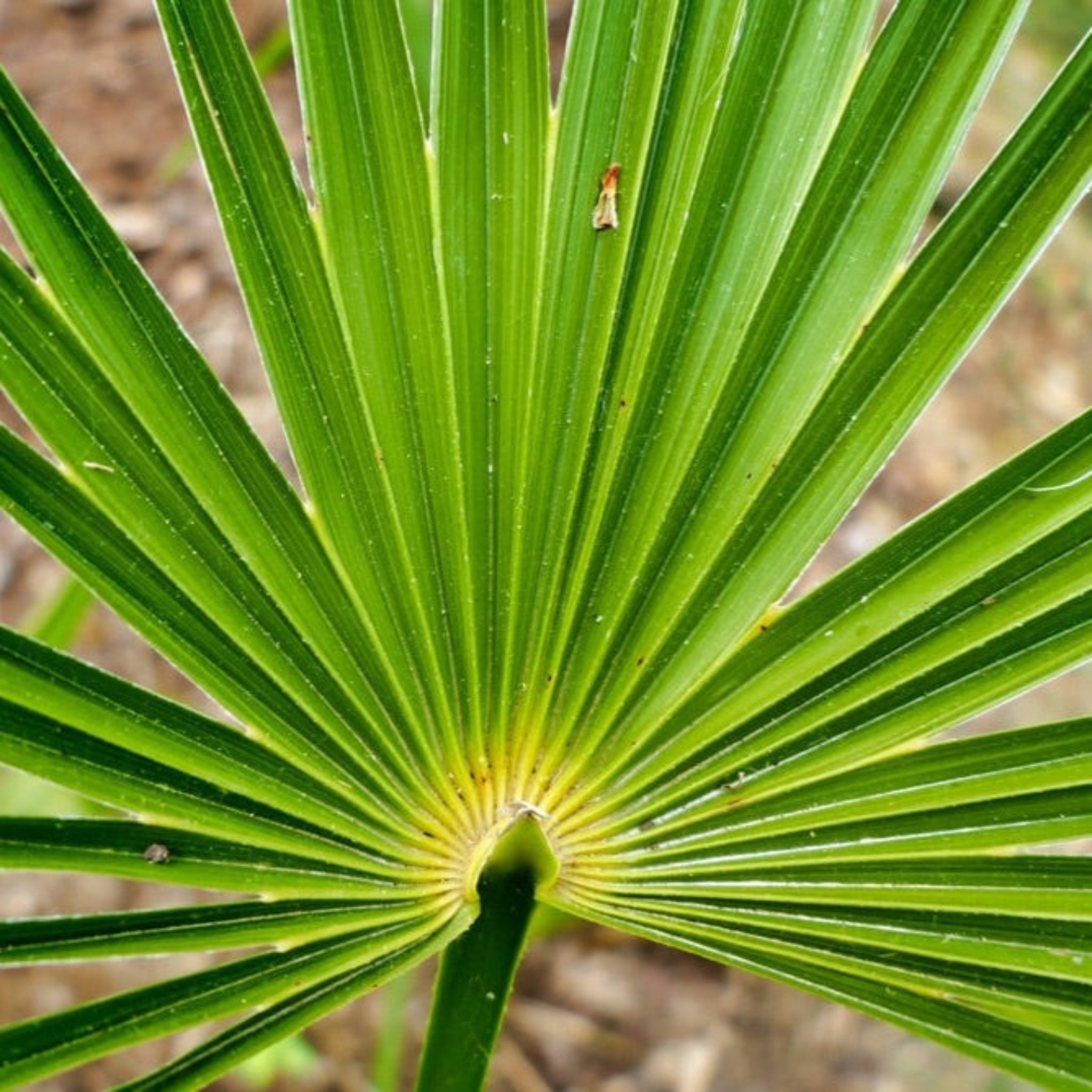 Fl State Tree Florida State Tree Leaf