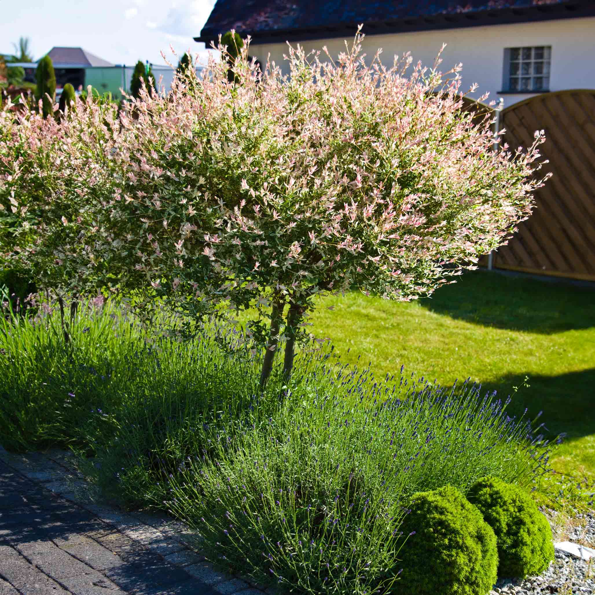Dapple Tree Tri-Color Dappled Willow Tree