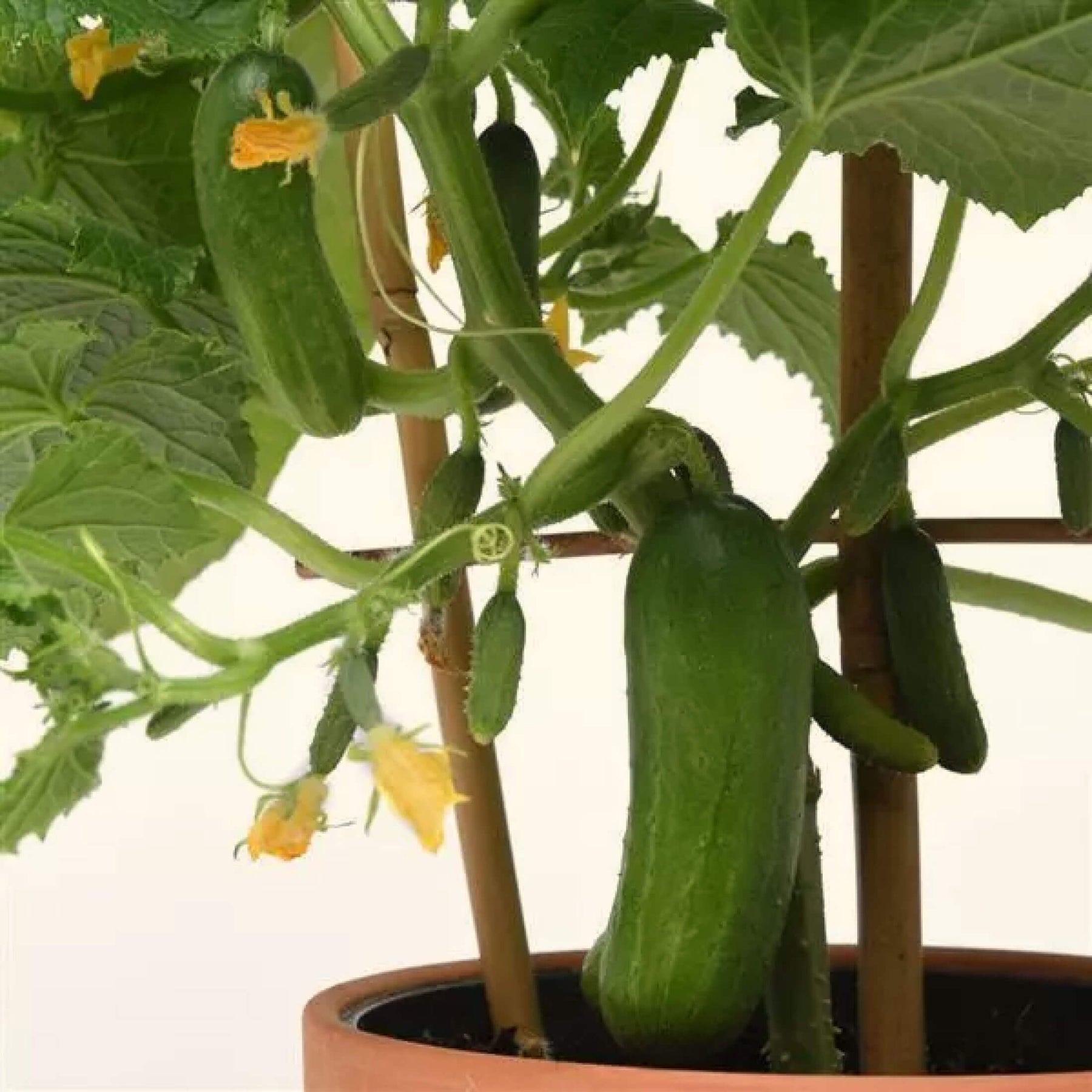 plant cucumber seeds in pots Kitchen Minis™ Quick Snack Cucumber Seedlings