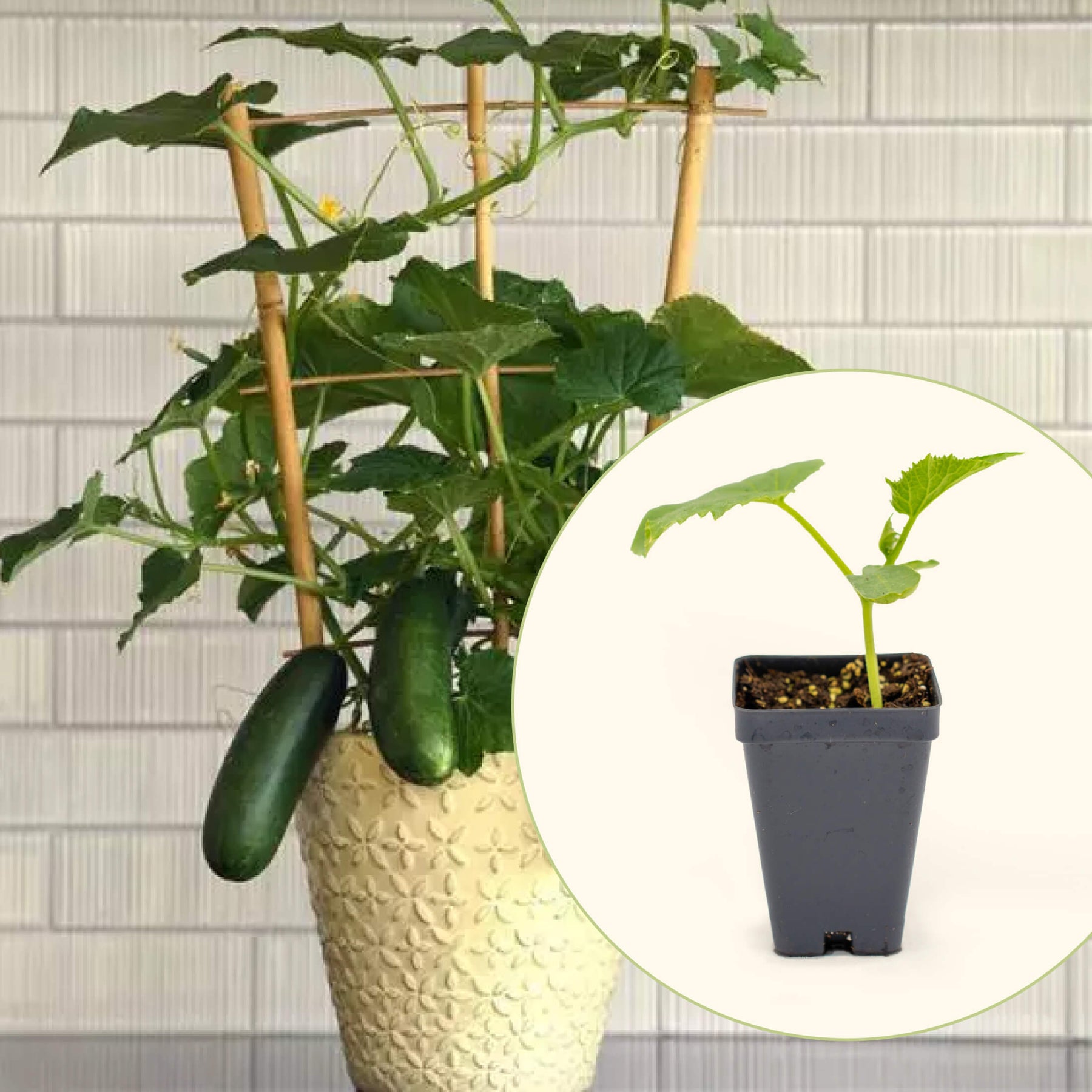 potted cucumber plant Kitchen Minis™ Quick Snack Cucumber Seedling