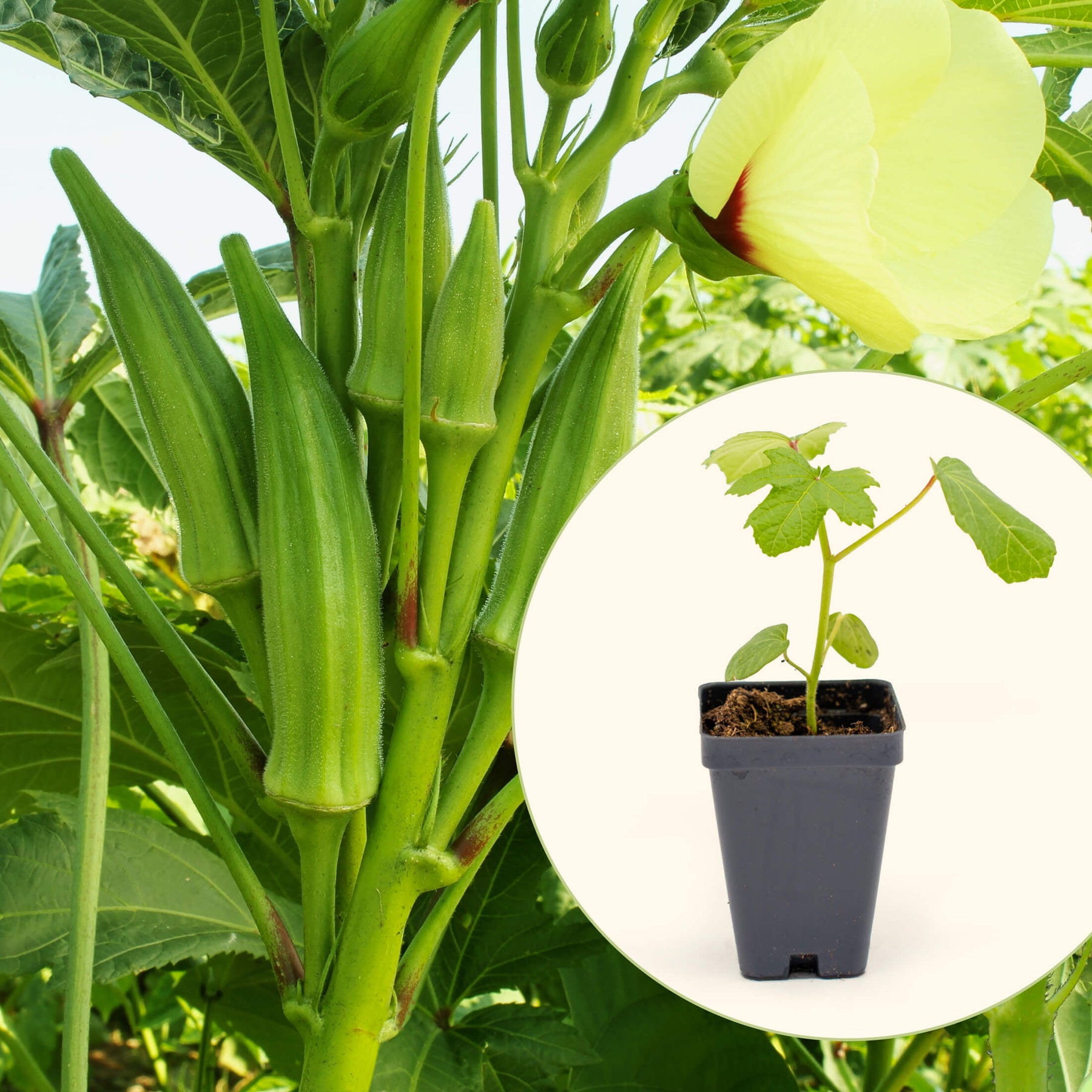 okra plant in a pot Clemson Spineless Okra Seedlings