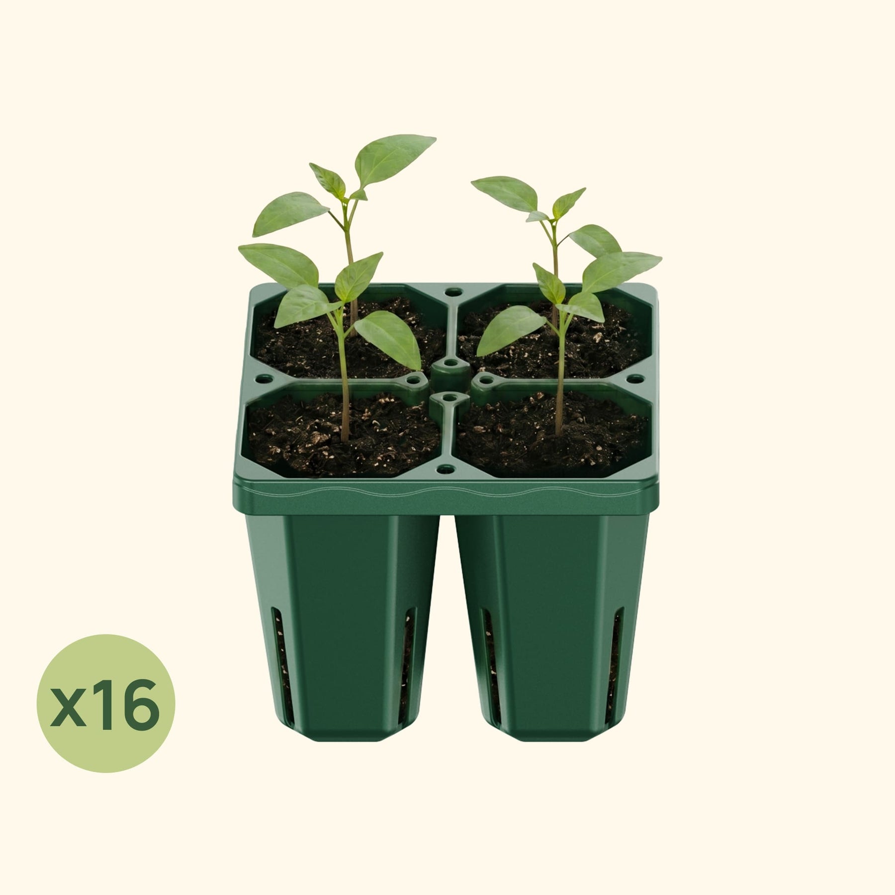 vego garden seed trays Jumbo Seedling Trays – Effective Gardening Solution