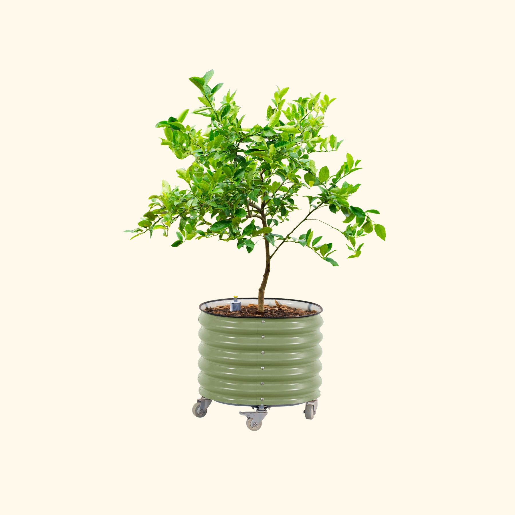 rolling tray house plant Self-Watering Rolling Citrus Tree Planter, Pearl White / Single Pack