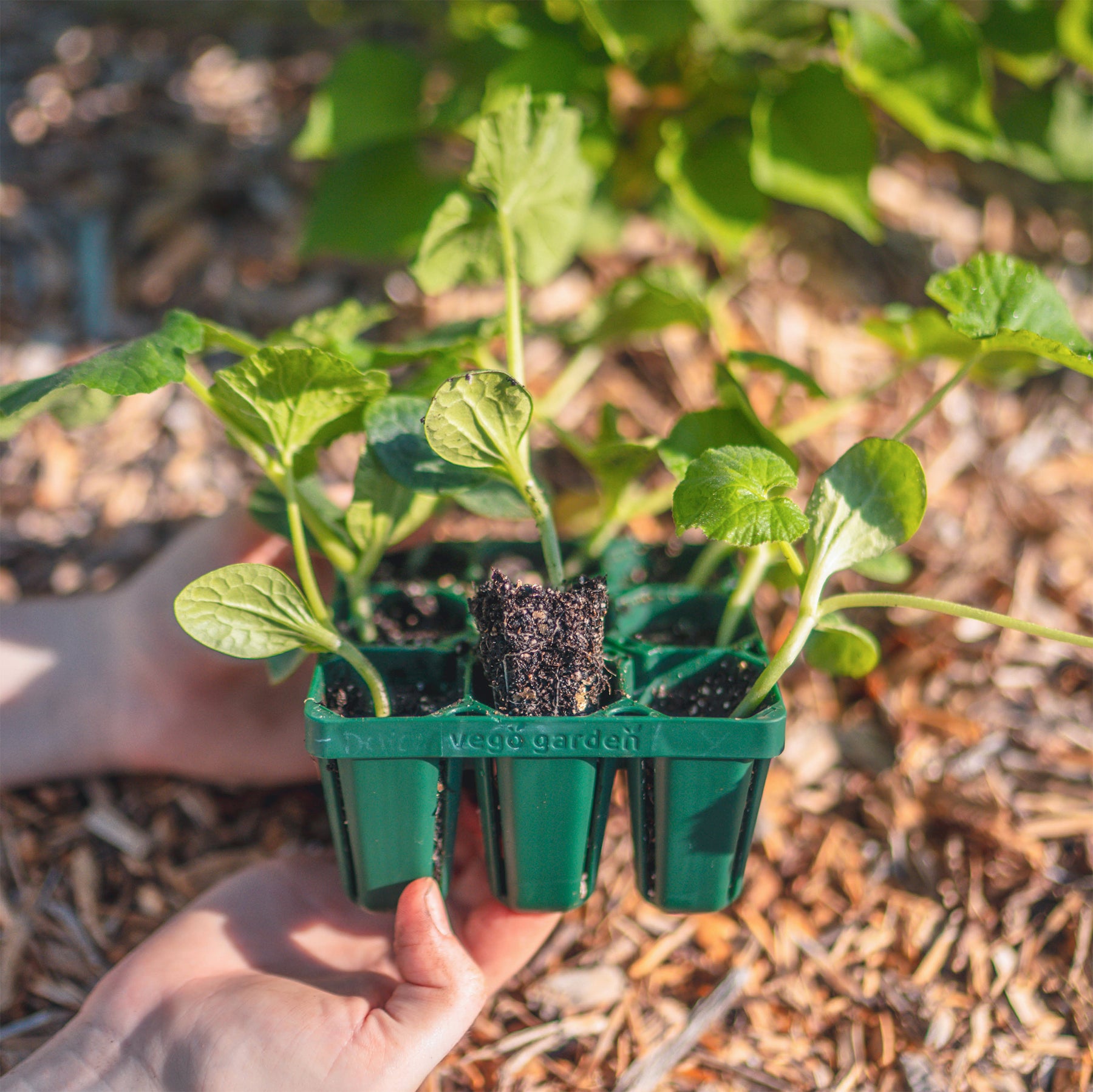 vego garden seed trays Vego Garden