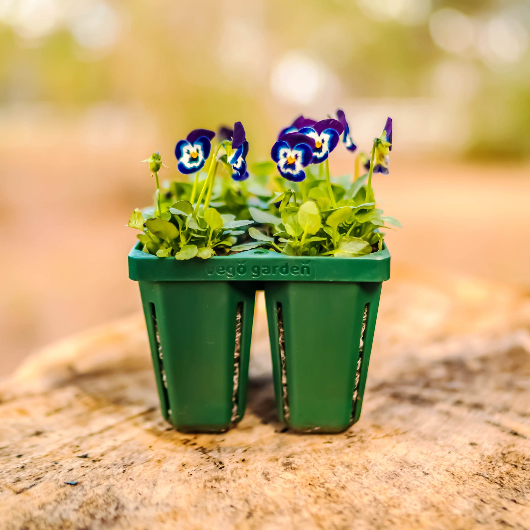 vego garden seed trays Jumbo Seedling Trays – Effective Gardening Solution