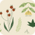 Light Yellow | Vego Garden